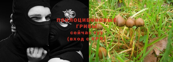 прущие грибы Елабуга